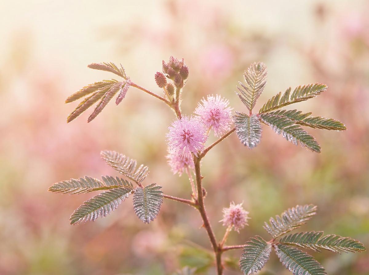 小欣奈含羞草触敏视频